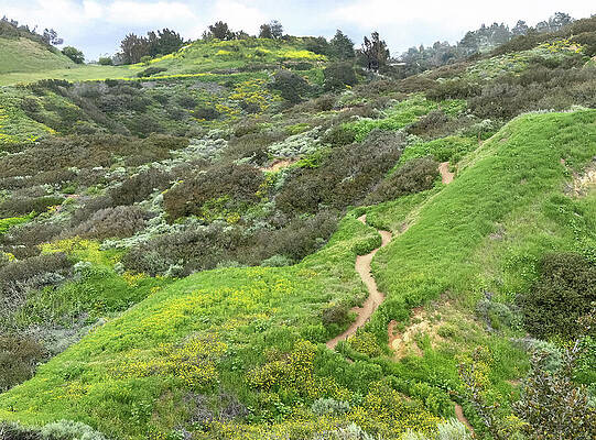 Wall Art featuring the photograph Ascending The Red Tail Trail In Early Spring by Joe Schofield