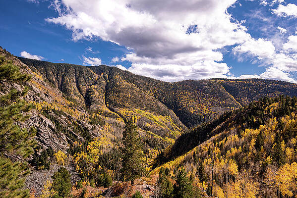 Mountain Photograph - Aspen Canyon by Matt Halvorson