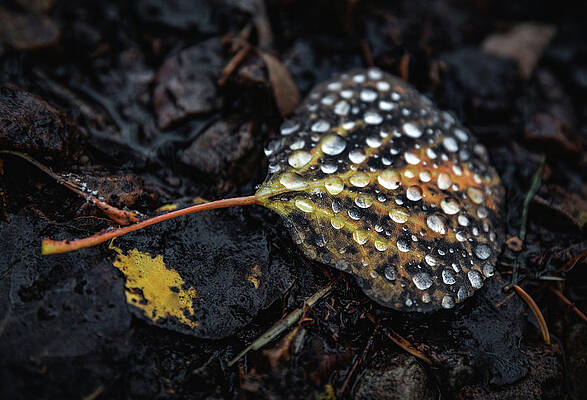 Moody Photograph - Aspen Dew Drops, Utah by Abbie Warnock
