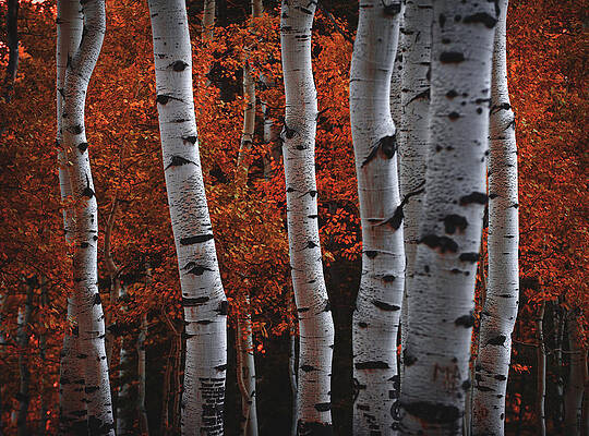 Color Photograph - Aspen Fire by Abbie Warnock