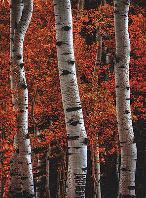 Color Photograph - Aspen Fire - Vertical by Abbie Warnock