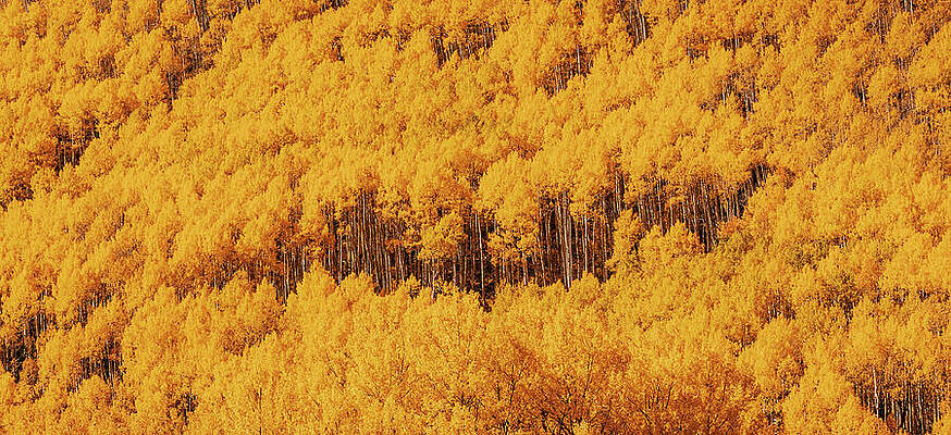 Wall Art featuring the photograph Aspen Foliage Forest Colorado by Dan Sproul
