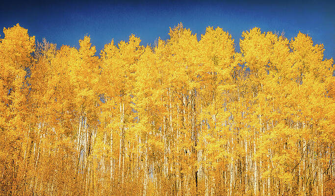 Wall Art featuring the photograph Aspen Forest In Fall Colorful Colorado by Dan Sproul