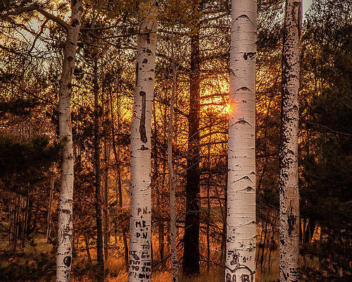 Wall Art featuring the photograph Aspen Glow by Matt Halvorson