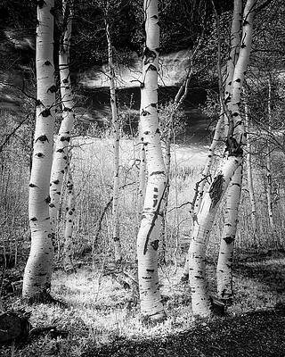 Beautiful Wall Art featuring the photograph Aspen Grove Bathed In Invisible Light by Mike Lee