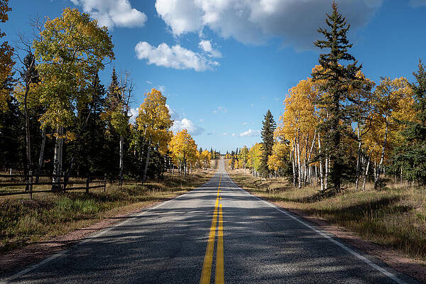 Wall Art featuring the photograph Aspen Highway #1 by Steve Templeton