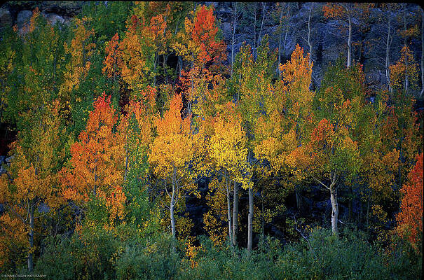 Tree Photograph - Aspen In Siren - Bishop, California by Bonnie Colgan