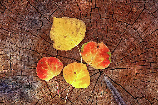 Wall Art featuring the photograph Aspen Leaves On A Log by Bob Falcone