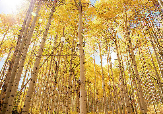 Wall Art featuring the photograph Aspen Morning In Autumn by Dan Sproul