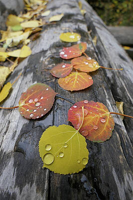 Aspen raindrops by Sunniye Buesing