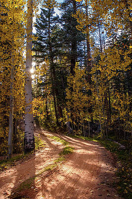 Nps Photograph - Aspen Road by Matt Halvorson