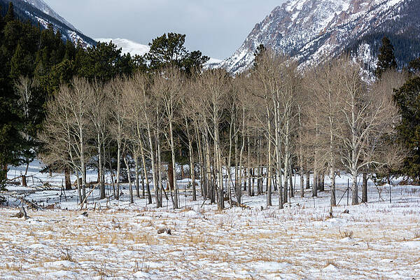 Colorado Photograph - Aspen Scene by Douglas Wielfaert