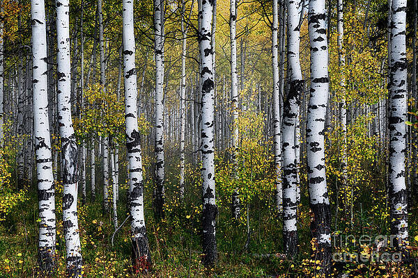 Aspen Trees in Autumn Forest Wall Art