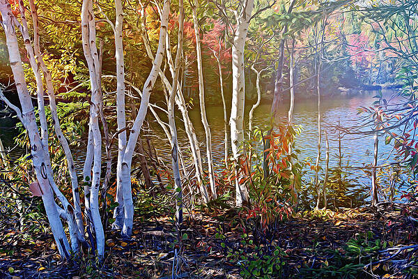 Vibrant Wall Art featuring the mixed media Aspen Trees In The Fall by Tatiana Travelways