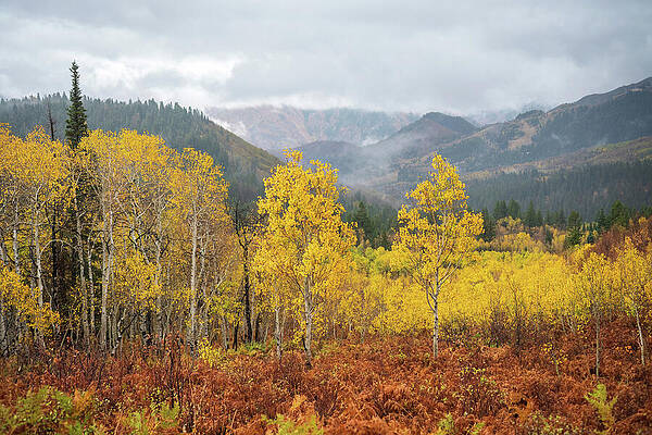 Utah Wall Art featuring the photograph Aspen View by Diane Moller