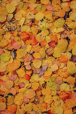 Wall Art featuring the photograph Aspen Water Colors by Jeff Phillippi