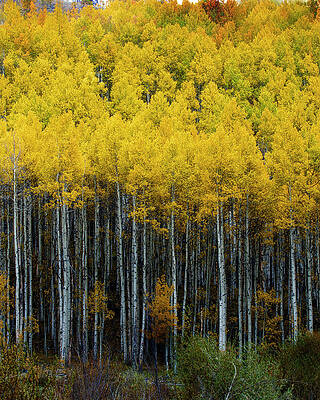Photograph - Aspens- Fall In The High Country by Jim E Johnson