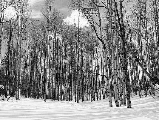 Colorado Wall Art featuring the photograph Aspens In The Snow by Amanda R Wright