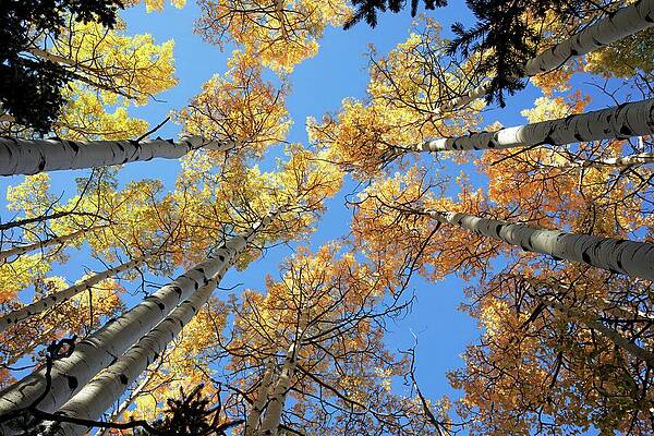 Aspens Reach For The Sky by Rick Perkins