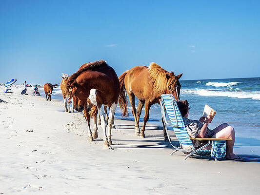 Sky Wall Art featuring the photograph Assateague Island - Ponies On Beach by Louis Dallara