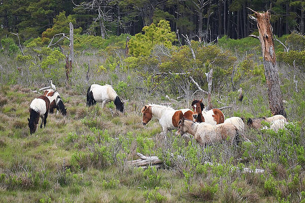 Wall Art featuring the photograph Assateague Ponies by Steven Nelson