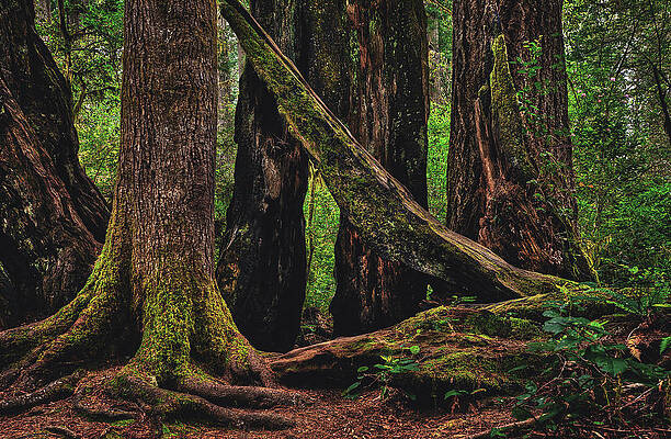 Park Photograph - Assembled Giants, Redwood National Park, California by Abbie Warnock