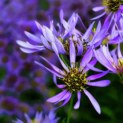 Blossom Digital Art - Aster Waltz Mixer by Gina Harrison