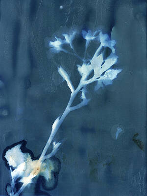 Photograph - Aster Wildflower by Elizabeth Reich