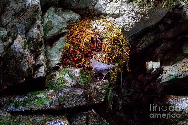Wildlife Photograph - At The Dipper's Nest by Thomas Nay