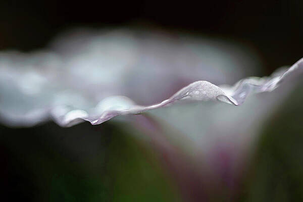 Color Wall Art featuring the photograph At The Edge by Ursula Abresch