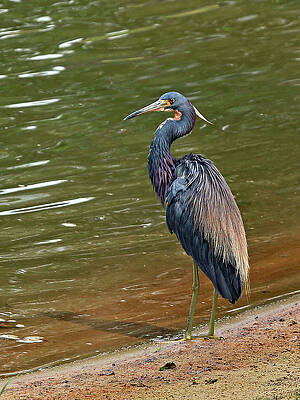Wall Art featuring the photograph At Water's Edge by Gina Fitzhugh
