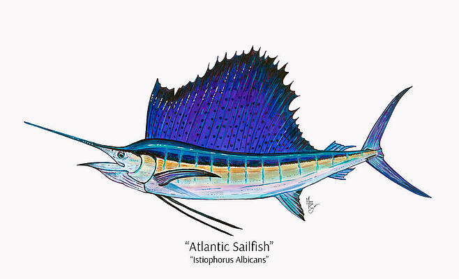 Atlantic Sailfish Sketch Wall Art