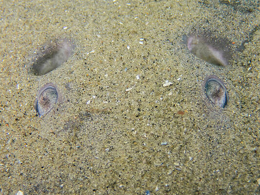 Underwater Wall Art featuring the pastel Atlantic Torpedo Eyes by Brian Weber