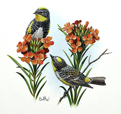 Audubon Warbler And Scarlet Globemallow Print