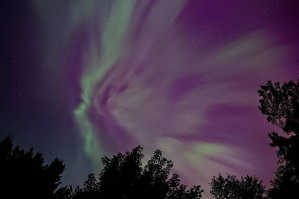 Wall Art featuring the photograph Aurora Corona August 2024 - 3 by Dale Kauzlaric