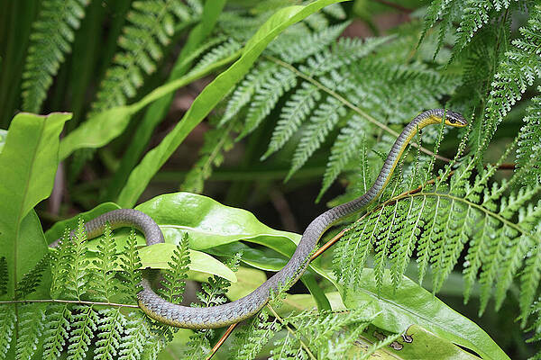 Wall Art featuring the photograph Australia Queensland Common Tree Snake by Richard Reeve