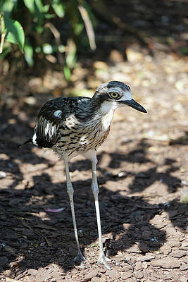 Wall Art featuring the photograph Australian Bush-Stone Curlew by Richard Reeve