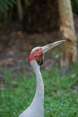 Wall Art featuring the photograph Australian Crane - Brolga by Richard Reeve