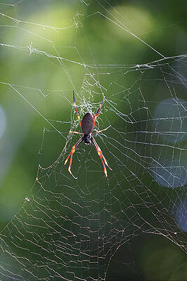 Wall Art featuring the photograph Australian Golden Orb Weaver Spider by Richard Reeve