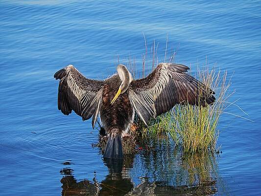 Reflection Photograph - Australian Pied Cormorant, Canberra, Australia by Steven Ralser