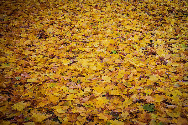 New Hampshire Photograph - Autum Sun by Jonathan Babon