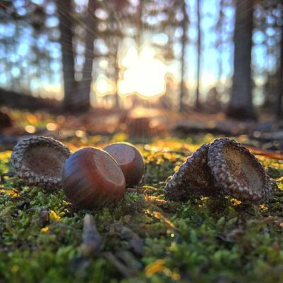 Southern Wall Art featuring the photograph Autumn Acorns by Greg Lane
