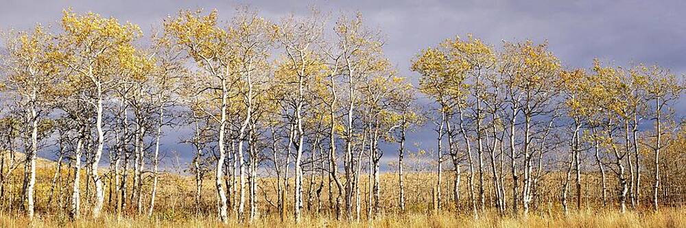 Sky Wall Art featuring the photograph Autumn Aspen by Richard DeYoung
