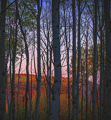 Color Photograph - Autumn Aspen Twilight by Abbie Warnock