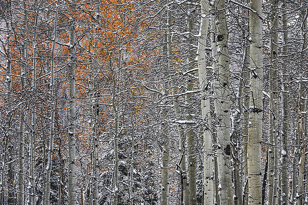 American Photograph - Autumn Aspens And Snow, Utah by Abbie Warnock