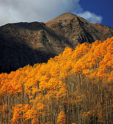 Wall Art featuring the photograph Autumn Aspens Colorado Mountain by Dan Sproul