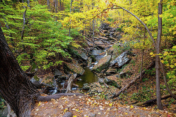 Serene Autumn Forest Scene Photograph