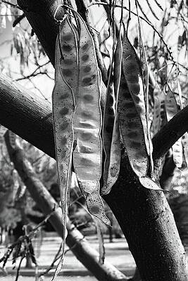 Wall Art featuring the photograph Autumn Beans In Arizona BW by Tatiana Travelways
