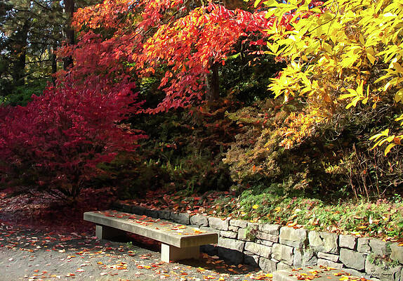 Autumn Bench in Colorful Park Wall Art