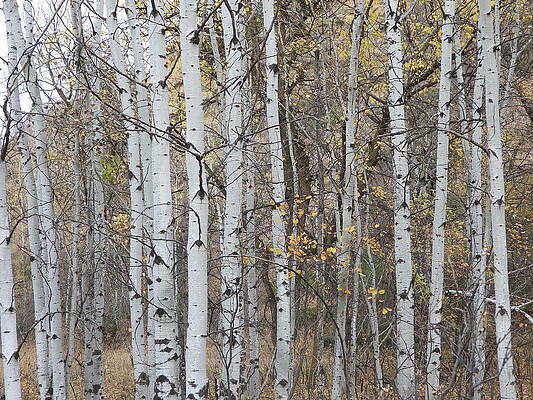 Serene Wall Art featuring the photograph Autumn Birch 3 by Amanda R Wright